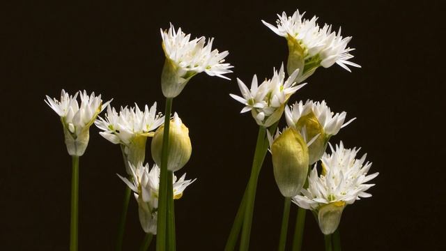 Медвежий чеснок - 1 (4K) смотреть онлайн