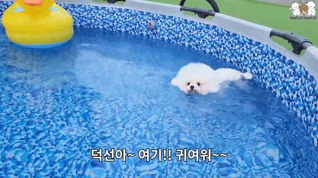 웃을 준비하고 영상 시작!! (진짜 웃긴 강아지들)