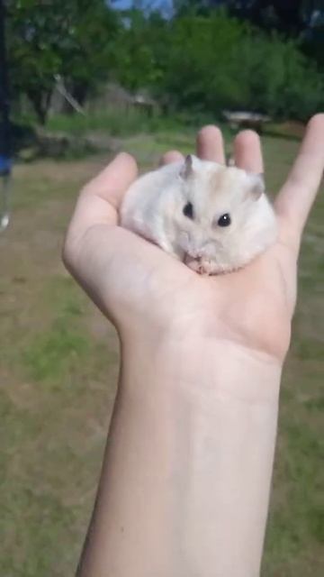 #смешныеживотные #хомяк #хомка #хомяки /. СПСПОРИМ НА ПОДПИСКУ💮 ЧТО Я ЩАС УГАДАЮ ЧТО ТЫ ДЕЛАЕШЬ♥️ смотреть онлайн