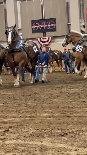 The brown brothers #horse #pulls #michiganstateuniversity #belgian #drafthorses смотреть онлайн