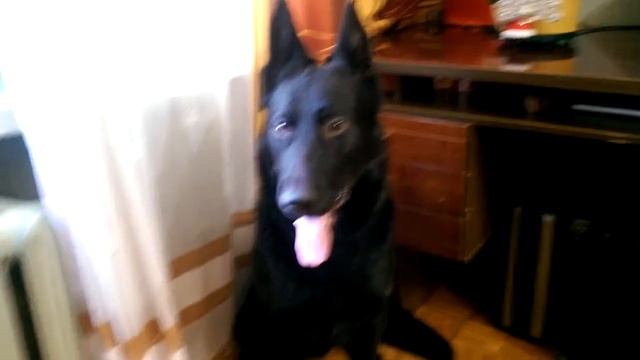 Ответы на вопросы. Немного о Шонди. смотреть онлайн