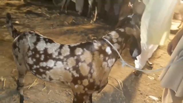 Valencia bakra mandi update #bakramandi #viral #lahore #shorts смотреть онлайн