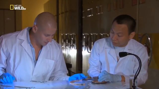 Змеи смотреть онлайн