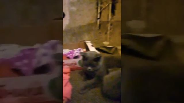 Мои котята и их мама🤗🤗 смотреть онлайн