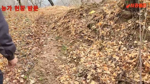 사과재배 4월 사과 꽃 필 무렵  핵심 사항은 엽면시비 외