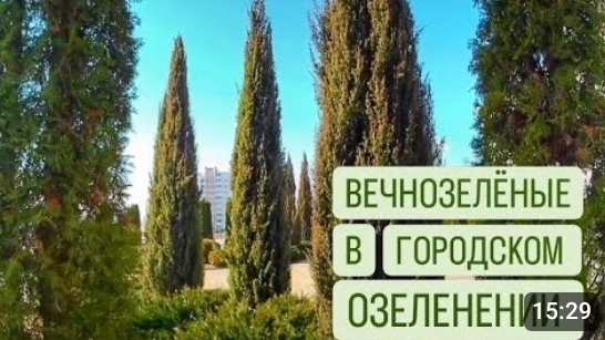 ВЕЧНОЗЕЛЁНЫЕ В ГОРОДСКОМ ОЗЕЛЕНЕНИИ. ГОМЕЛЬСКАЯ ОБЛАСТЬ, г. ДОБРУШ 15.03.2024г.