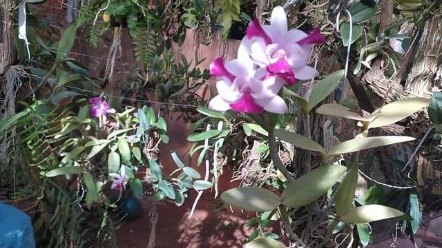 Cattleya intermedia....bonita e barata...vale a pena comprar... смотреть онлайн