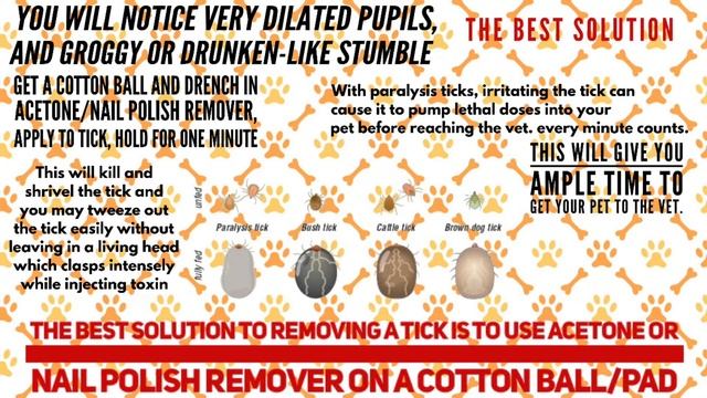 guarantee! Best/quick/ most effective way to kill paralysis tick. remove in 3 min with tick head in смотреть онлайн