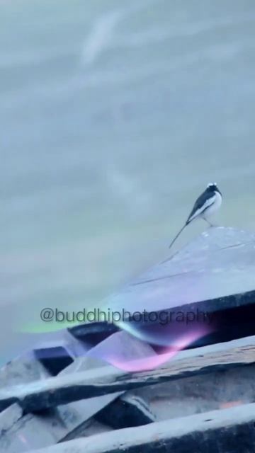 White Browed Wagtailखजन. ममल. मघ