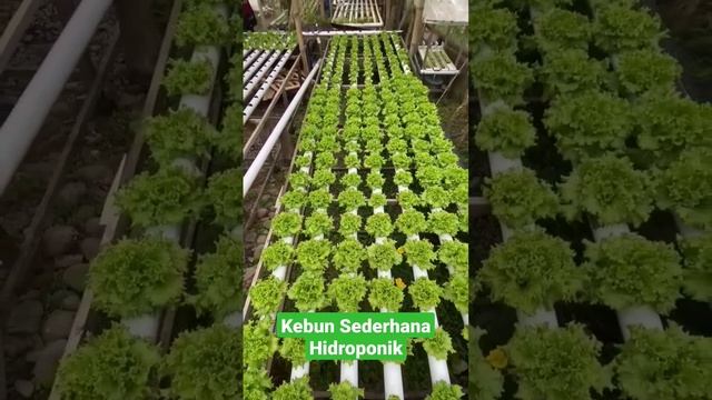 kebun sederhana hidroponik bagi pemula смотреть онлайн