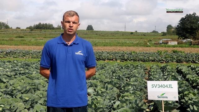 Odmiany kapusty z firmy Seminis  na pokazach  w Charsznicy