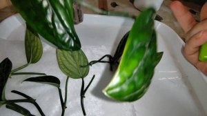 Привожу в порядок эпипремнумы Пиннатум Вайт и Марбл планет