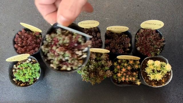 sedum album смотреть онлайн