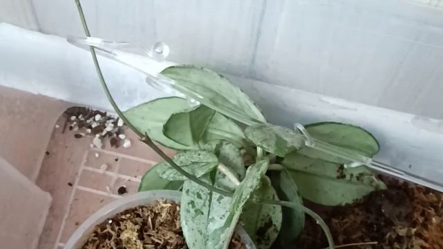 Keičiam gruntą 🌿Меняем грунт смотреть онлайн