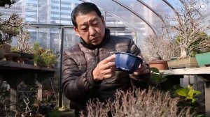 Разговор о бонсай