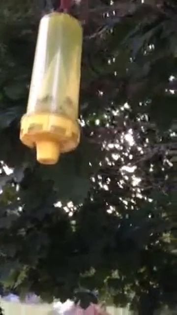 Yellowjacket wasp bait better than store attractant? смотреть онлайн