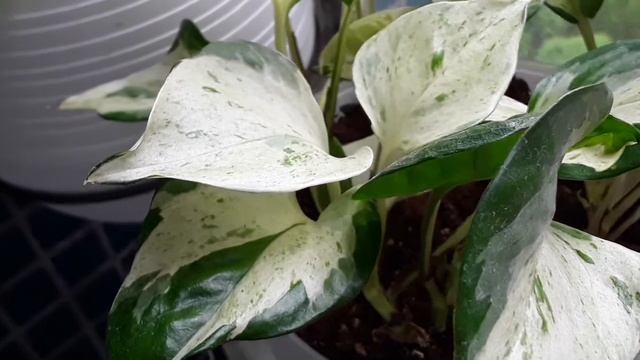 Эпипремнум Happy Leaf Хеппи Лиф.