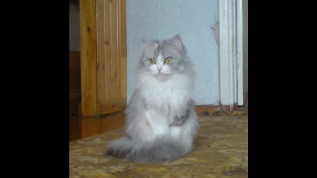 Kelli ft. H.A.N - Кабыла (Kelli beat).wmv смотреть онлайн