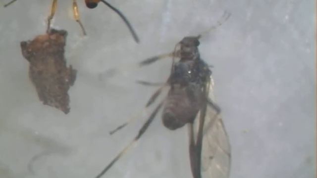 Fares Zemmeli PFE: The parasitoid pauesia Silana attacks the aphid Cinara sp, ISA-CM lab 2021. смотреть онлайн