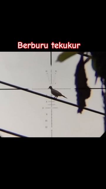 berburu tekukur di kabel listrik #berburutekukur #shorts смотреть онлайн