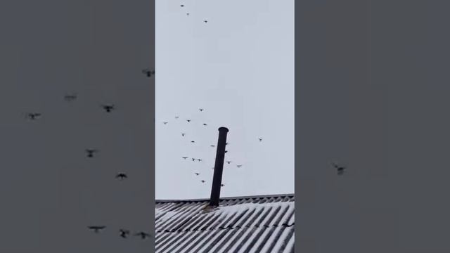 голуби.Евгения. смотреть онлайн