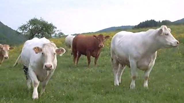 Bos taurus 01 смотреть онлайн