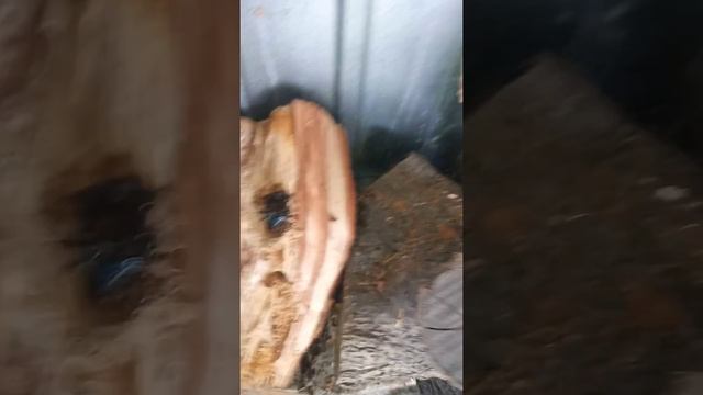 Синие пчёлы смотреть онлайн