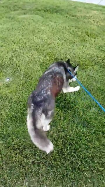 Zelda first walk since giving birth смотреть онлайн