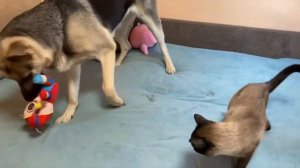 УЖАСЫ! Chipi chipi chapa chapa! КОМАНДА КОТЁНОЧЕК И ОВЧАРКИ ПОД ЧИПИ ЧИПИ ЧАПА ЧАПА! КУСАЕТ!!!