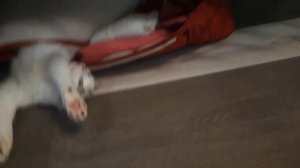 Кот - лапки вверх