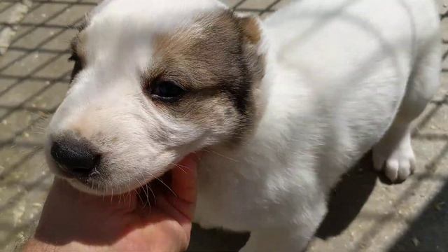 Alabai puppies of CH Tibul and CH Panda at 4 weeks old of the age. смотреть онлайн