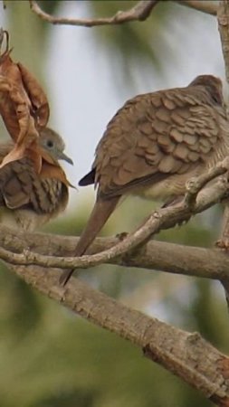 A pair of doves on a tree 💕 #shorts #birds #Animal