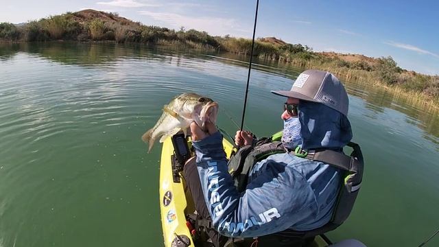 Largemouth bass on a 5inch senko at Lake Havasu. смотреть онлайн
