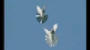 Голуби Дудкина часть 2 Богучар