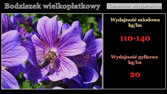 Rośliny miododajne w moim ogrodzie. Wydajność miodowa i pyłkowa, cz.3 смотреть онлайн