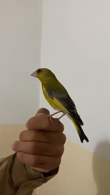 Greenfinch 😯🥰🦜 смотреть онлайн