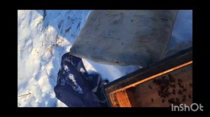первый опыт в зимовке пчел на воле)