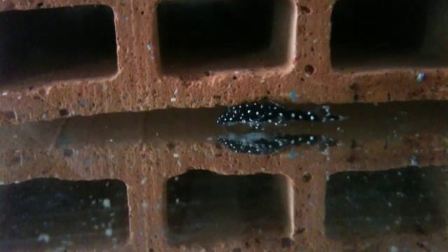 Ancistrus sp. L184 смотреть онлайн