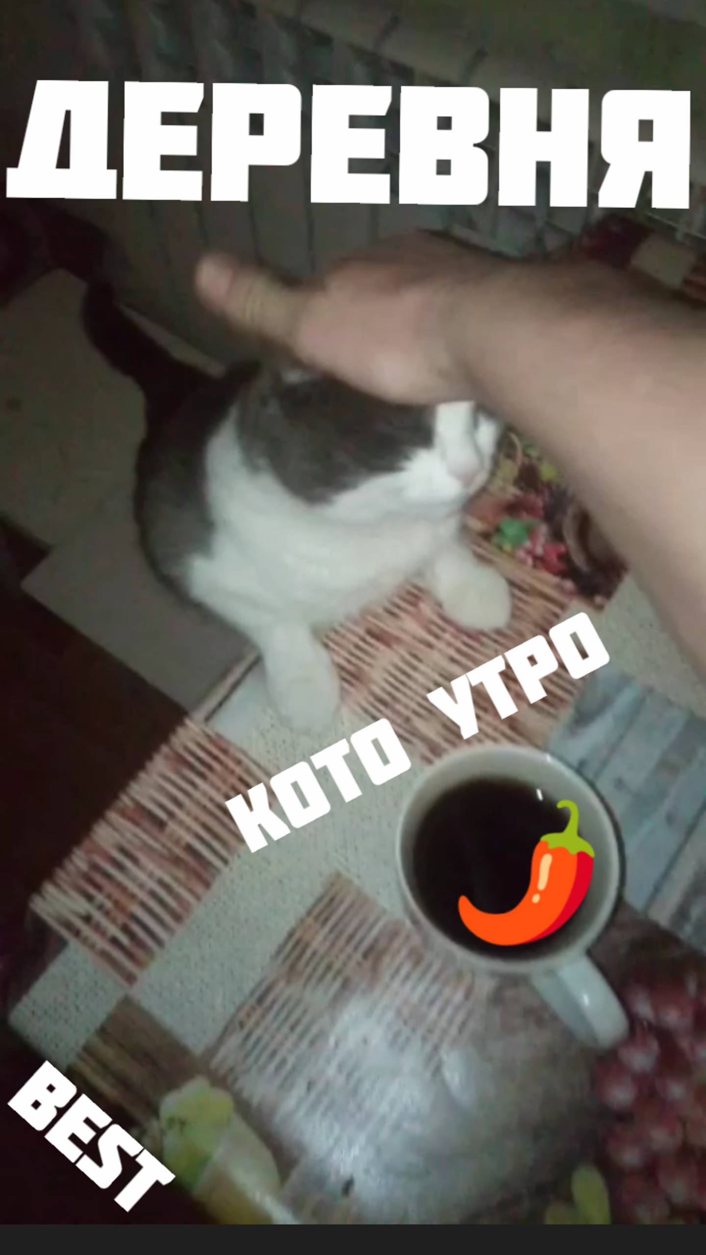 Завтрак Кошки 6:00