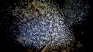 Бешеный ёжик