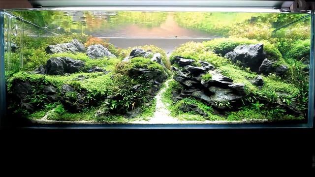 Planted Aquarium 2018 смотреть онлайн