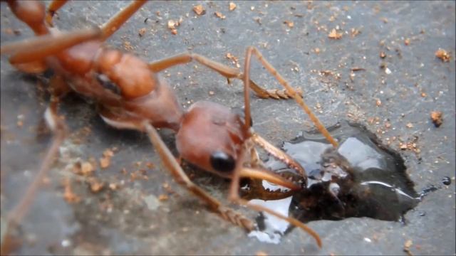 Gyne Myrmecia pavida смотреть онлайн