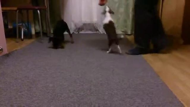 Гриэль 4 смотреть онлайн