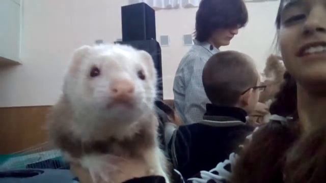 Хорёк смотреть онлайн