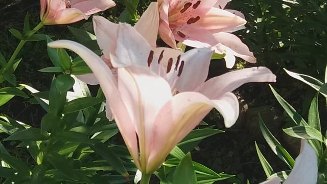 Лилии розовые. смотреть онлайн