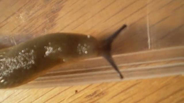 Arion lusitanicus_ (3).AVI смотреть онлайн