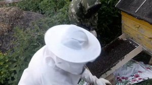 Посадка роя пчёл в новый улей.
