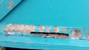 Рой пчёл в ловушке разгрызает леток