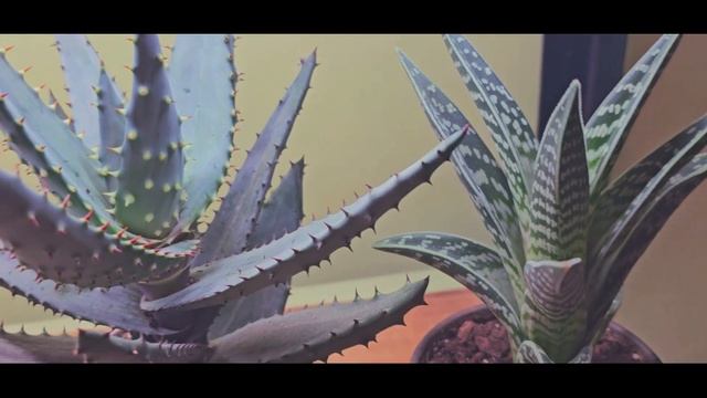SANSEVIERIA Cottage Plant Style Tour | Peaceful | Instrumental смотреть онлайн
