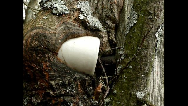 В объятиях природы смотреть онлайн